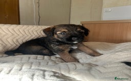 Border Terrier dogs for sale: Border Terrier Puppies - Ready now 🐾  - Image 25