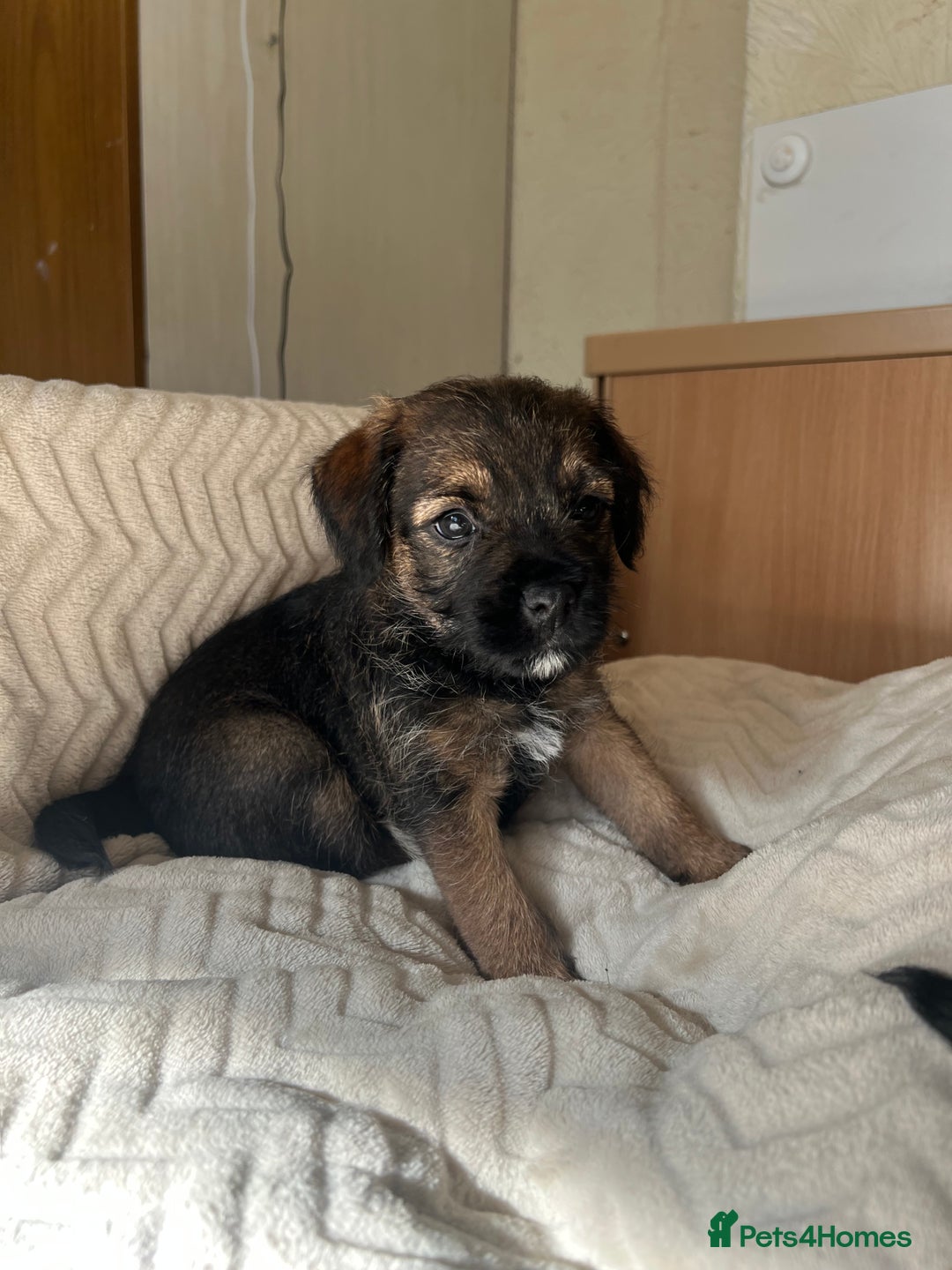 Border Terrier dogs for sale: Border Terrier Puppies - Ready now 🐾  - Image 25