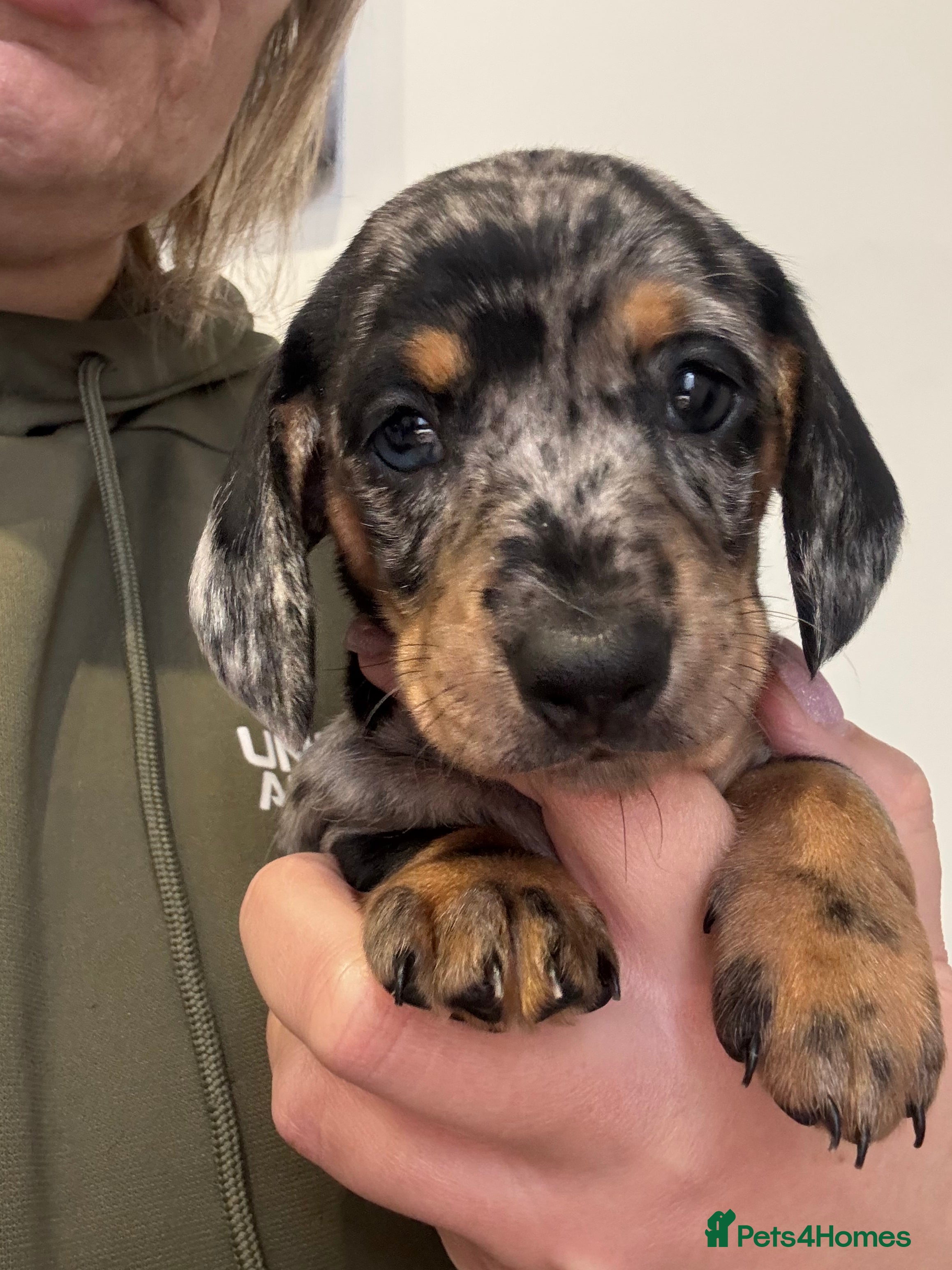 Dachshund dogs 6 Stunnig Standard Dachshund Puppies - Advert 4