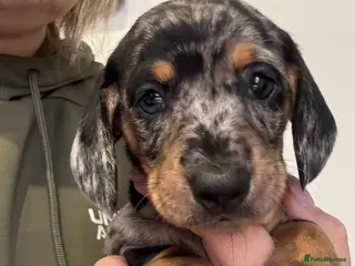 Dachshund dogs 6 Stunnig Standard Dachshund Puppies - Advert 4