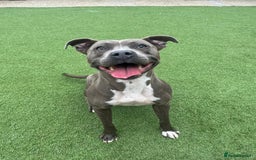 Staffordshire Bull Terrier dogs for sale: Zink - The Staffie - Image 1