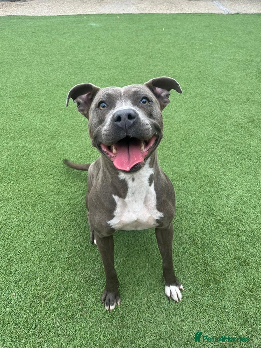 Staffordshire Bull Terrier dogs for sale: Zink - The Staffie - Image 1