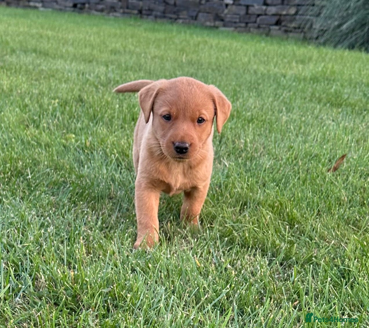 Labrador Retriever dogs Gorgeous KC Labrador Puppies - Advert 1