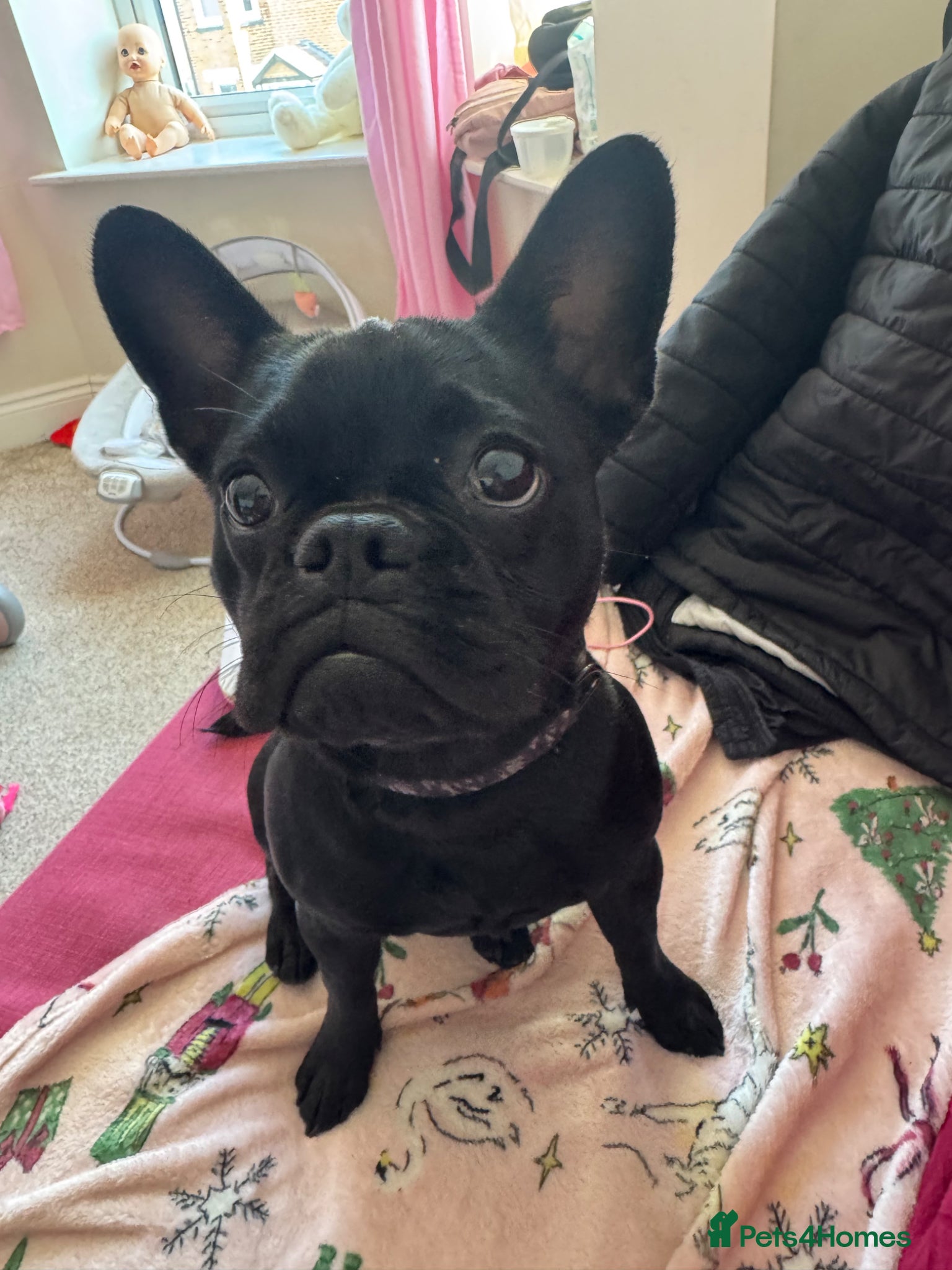French Bulldog dogs French Bulldog for Sale 🐶 - Advert 2