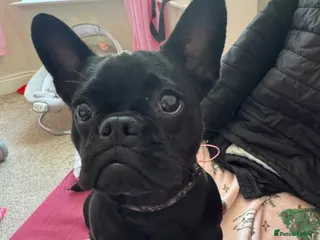 French Bulldog dogs French Bulldog for Sale 🐶 - Advert 18