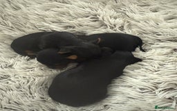 Yorkshire Terrier dogs for sale: Charming Male and Female Yorkshire Terriers - Image 8