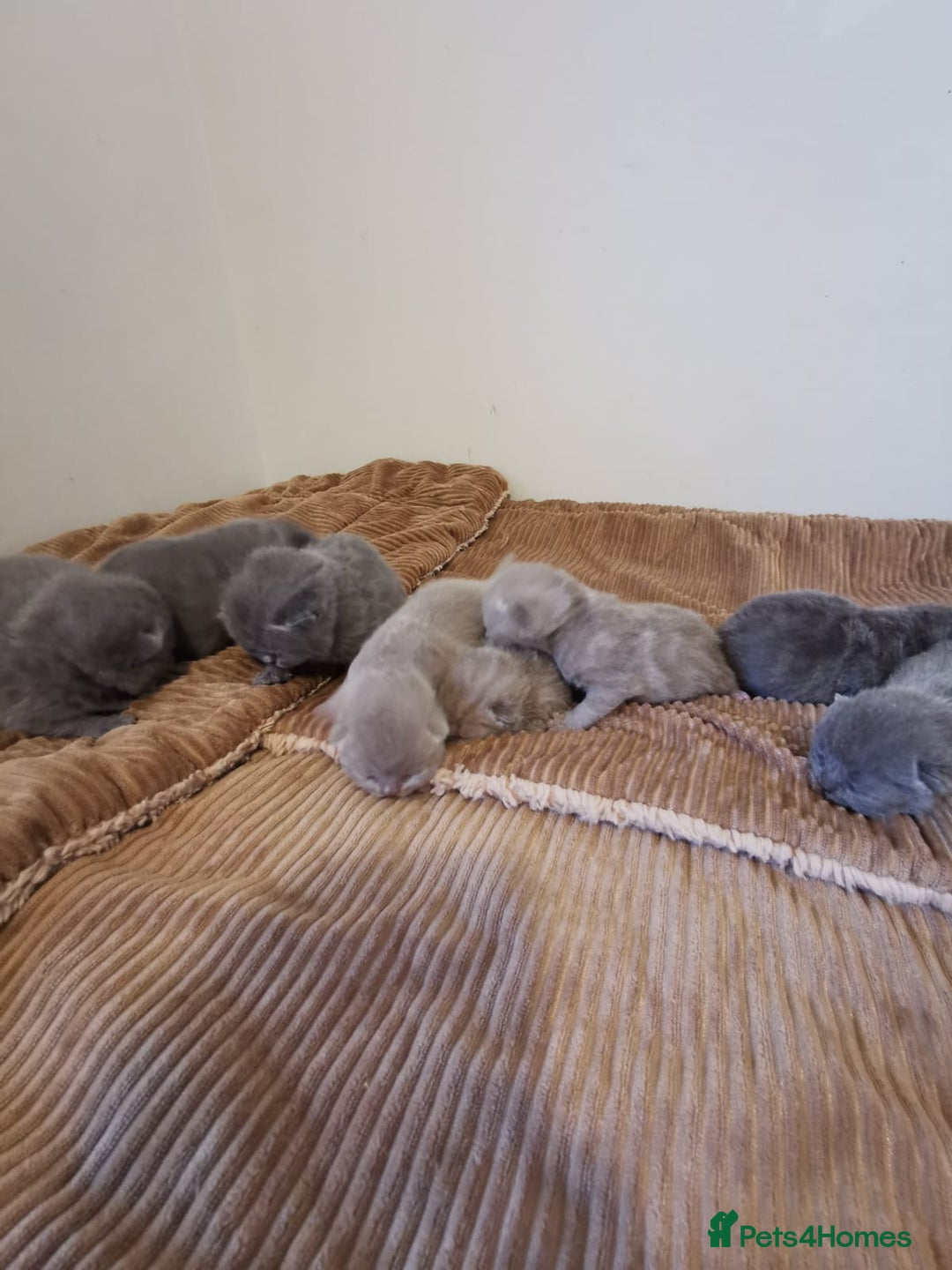 British Shorthair cats for sale: GCCF REGISTERED BRITISH SHORTHAIRED KITTENS - Advert 6