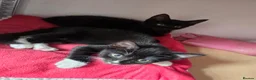 Mixed Breed cats for sale: 4 kittens in Gloucester - Advert 4