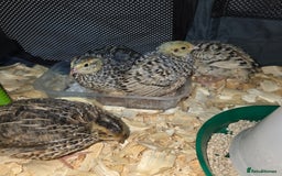 Quail poultry for sale: Japanese Quail HATCHING EGGS - Image 4