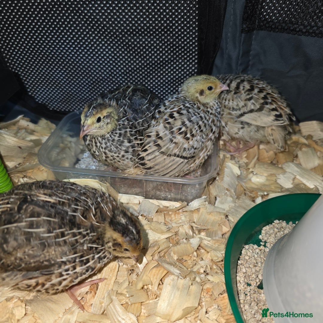 Quail poultry for sale: Japanese Quail HATCHING EGGS - Image 4