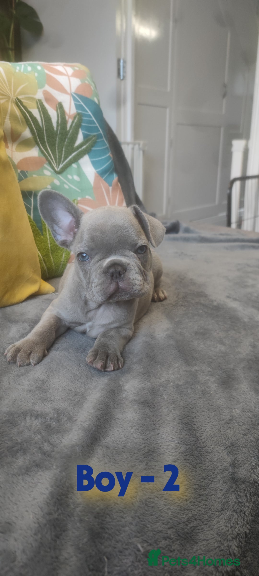 French Bulldog dogs for sale: 3 Girls - 2 Boys Frencbulldog Puppies - Image 3