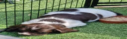 English Springer Spaniel dogs for sale: Lovely English springer spainels for sale! - Advert 3