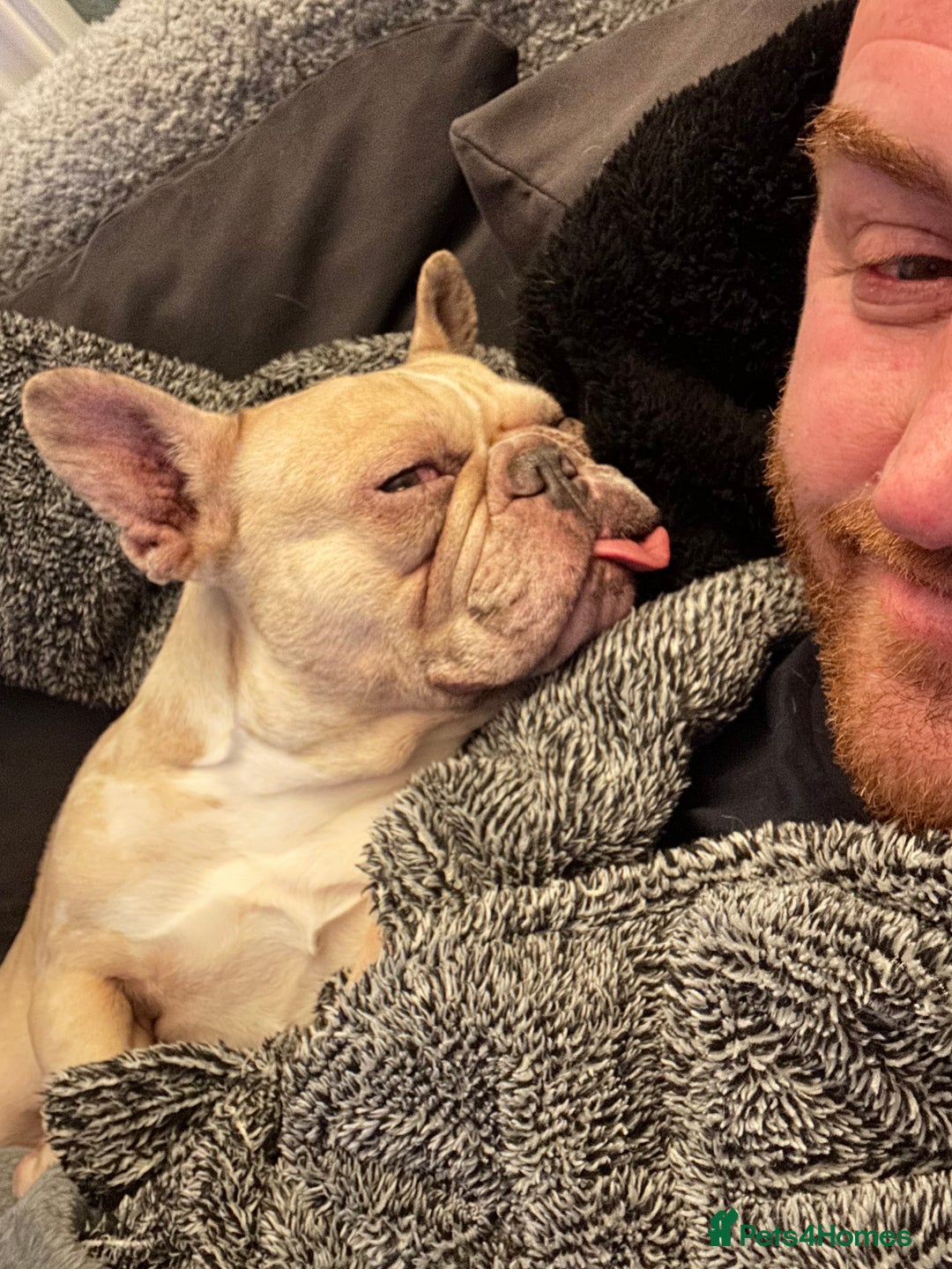 French Bulldog dogs for sale: Nala & daisy 4 1/2 & 6 1/2 yr old fem French’s  - Advert 6