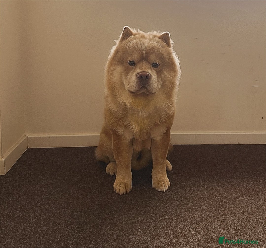 Chow Chow dogs for stud: 🌍 UKs first Lilac Panda Chow Chow Stud - KC - Advert 1