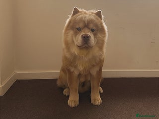 Chow Chow dogs 🌍 UKs first Lilac Panda Chow Chow Stud - KC - Advert 5