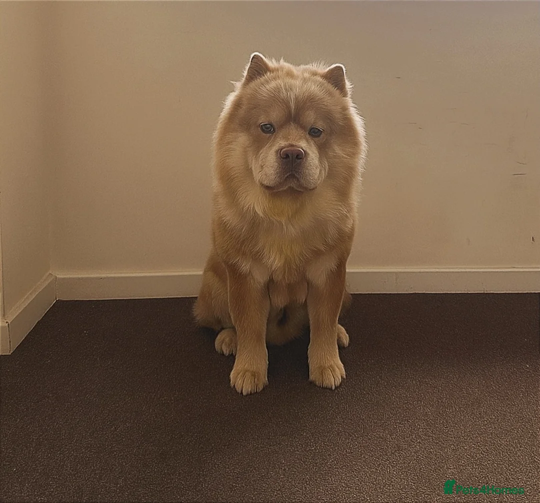 Chow Chow dogs for stud: 🌍 UKs first Lilac Panda Chow Chow Stud - KC - Advert 4