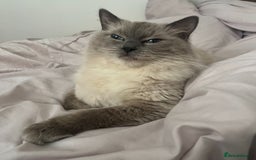 Ragdoll cats for sale: Pure Blue Point Ragdoll Male  - Image 7