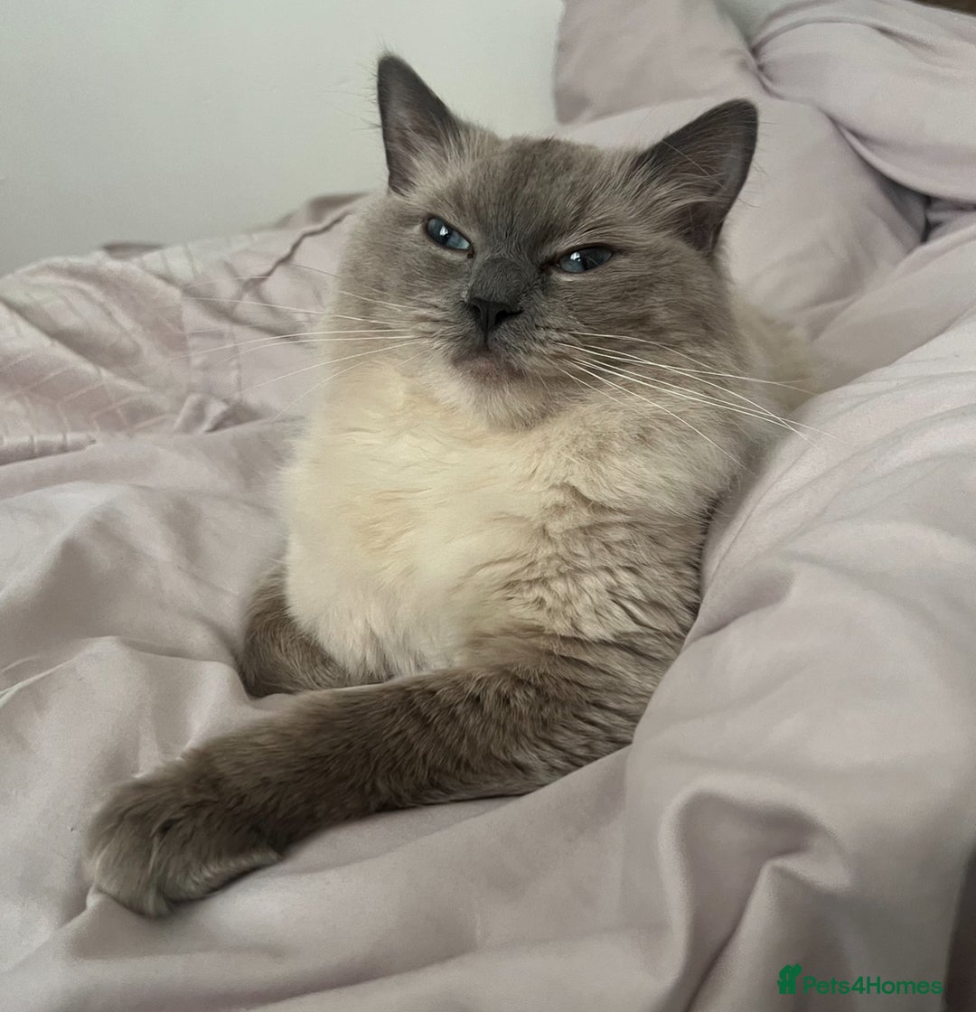Ragdoll cats for sale: Pure Blue Point Ragdoll Male  - Image 7