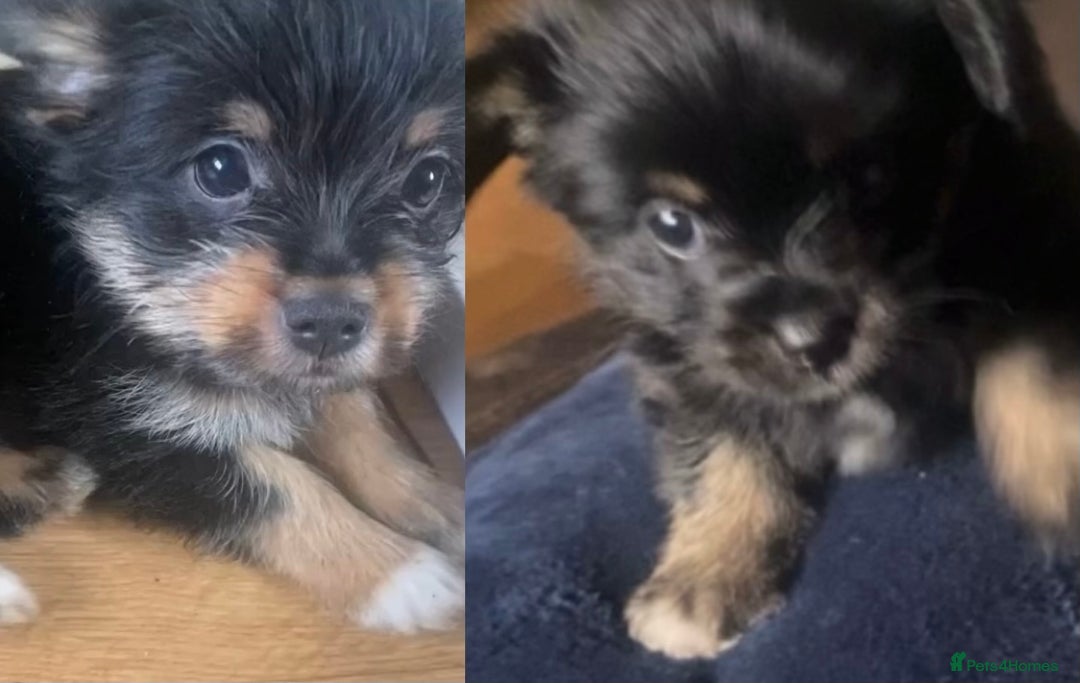Mixed Breed dogs for sale: Beautiful 8 week old Chug x Papillion Boy & Girl  - Image 1