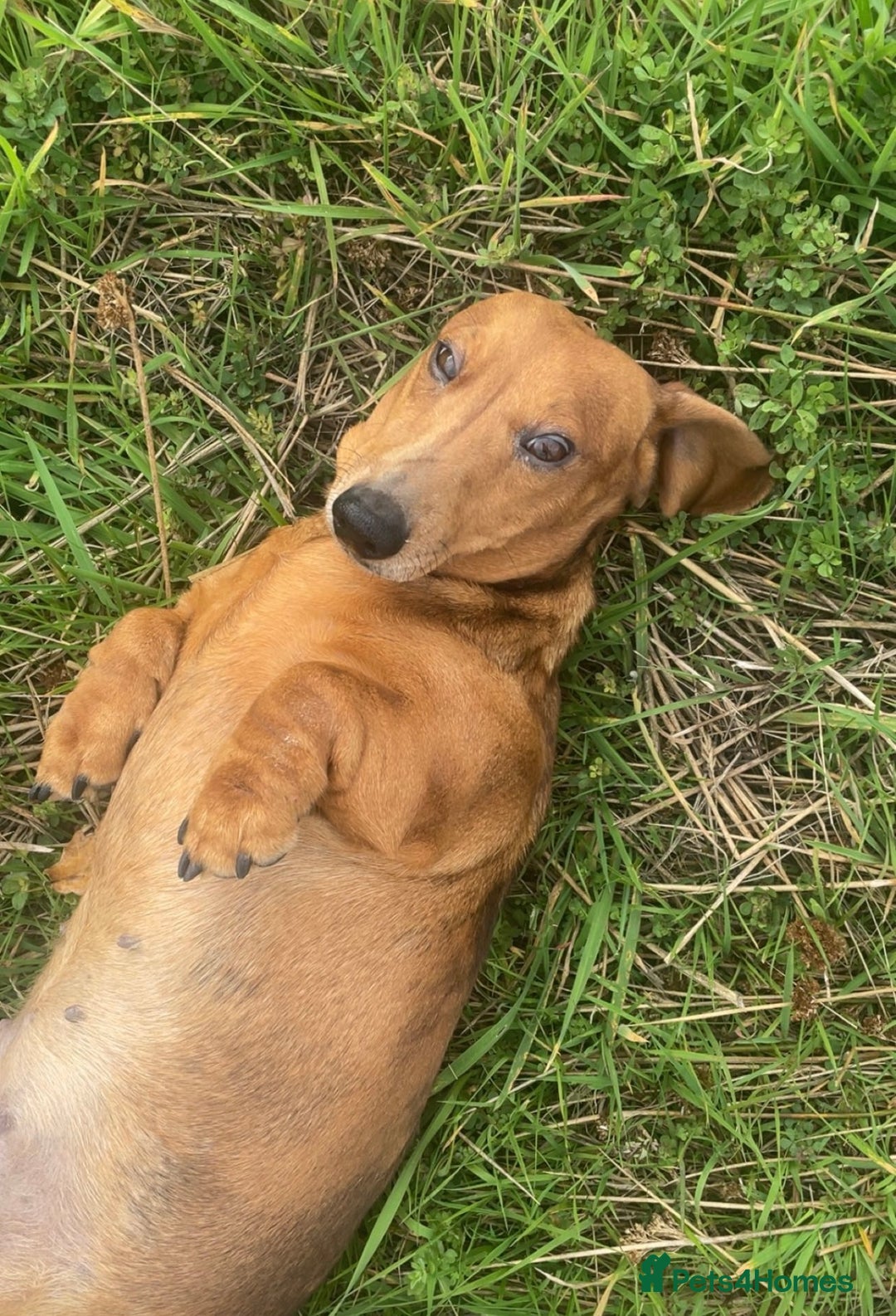 Miniature Dachshund dogs for sale: 2 miniature dachshunds £500 each - Advert 3