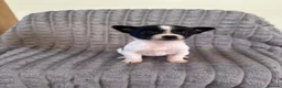 Jack Russell dogs for sale: Dan smith  - Advert 6