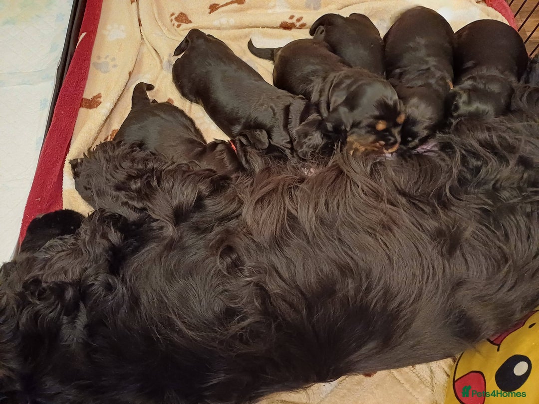 Cocker Spaniel dogs for sale: English Show Cocker Spaniel puppies from home - Advert 1