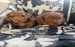Miniature Dachshund dogs for sale: 3 Beautiful miniature longhair dachshund puppies - Image 29