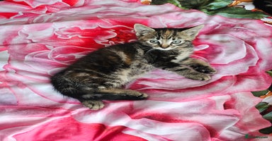 American Shorthair cats - Advert 14