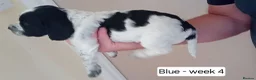 Cocker Spaniel dogs for sale: Stunning Blue Roan Working Cocker Spaniel Puppies in Rugby - Advert 12