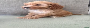 Cockapoo 6