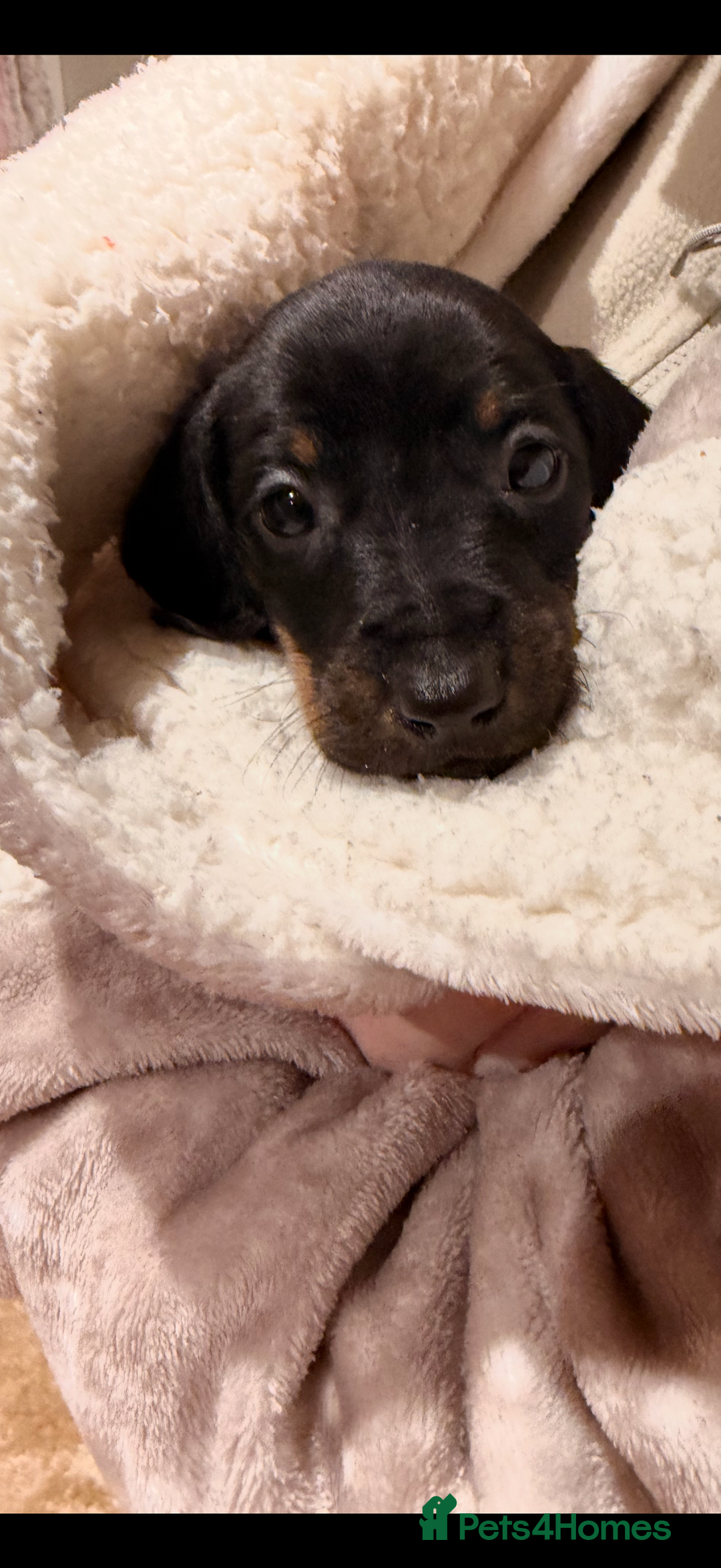 Mixed Breed dogs for sale: Docker puppies for sale  - Advert 9