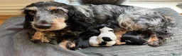 Cocker Spaniel dogs for sale: 4 “show” cocker spaniels  - Advert 1