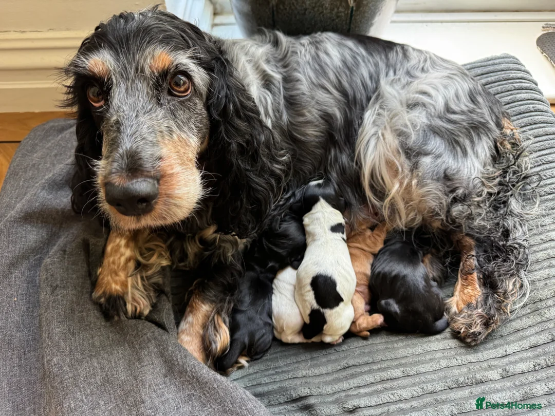 Cocker Spaniel dogs for sale: 4 “show” cocker spaniels  - Advert 1