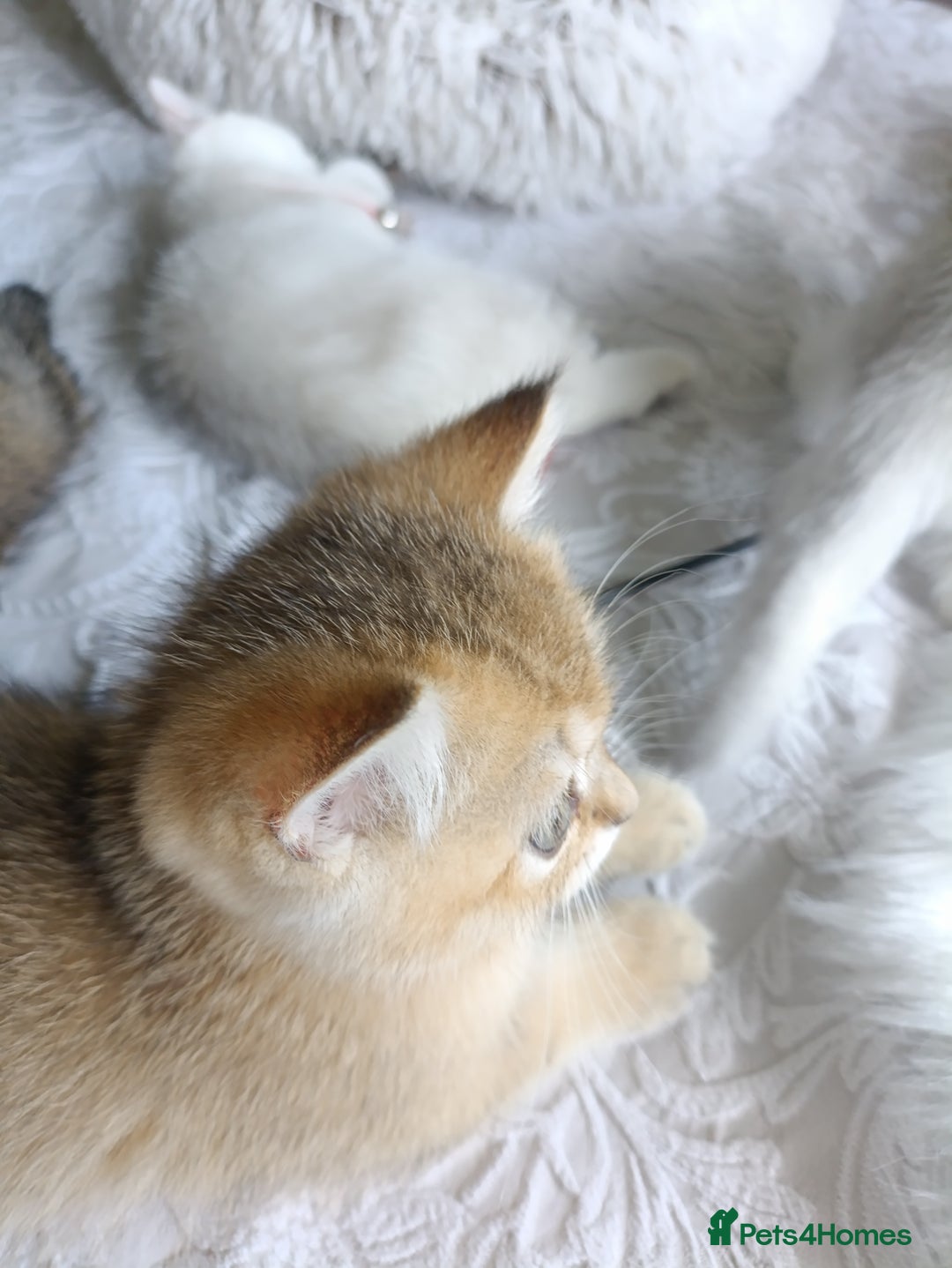 British Shorthair cats for sale: Scottish Fold and Straight kittens  - Image 27