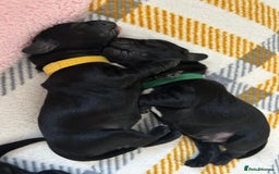 Cockerdor dogs for sale: Cockador Puppies for sale - Image 19