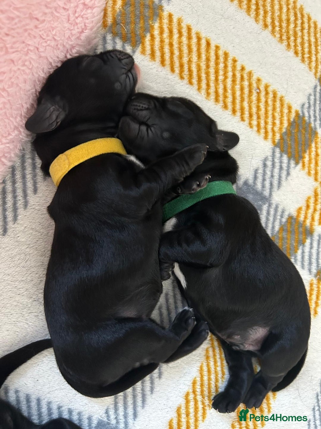 Cockerdor dogs for sale: Cockador Puppies for sale - Image 19