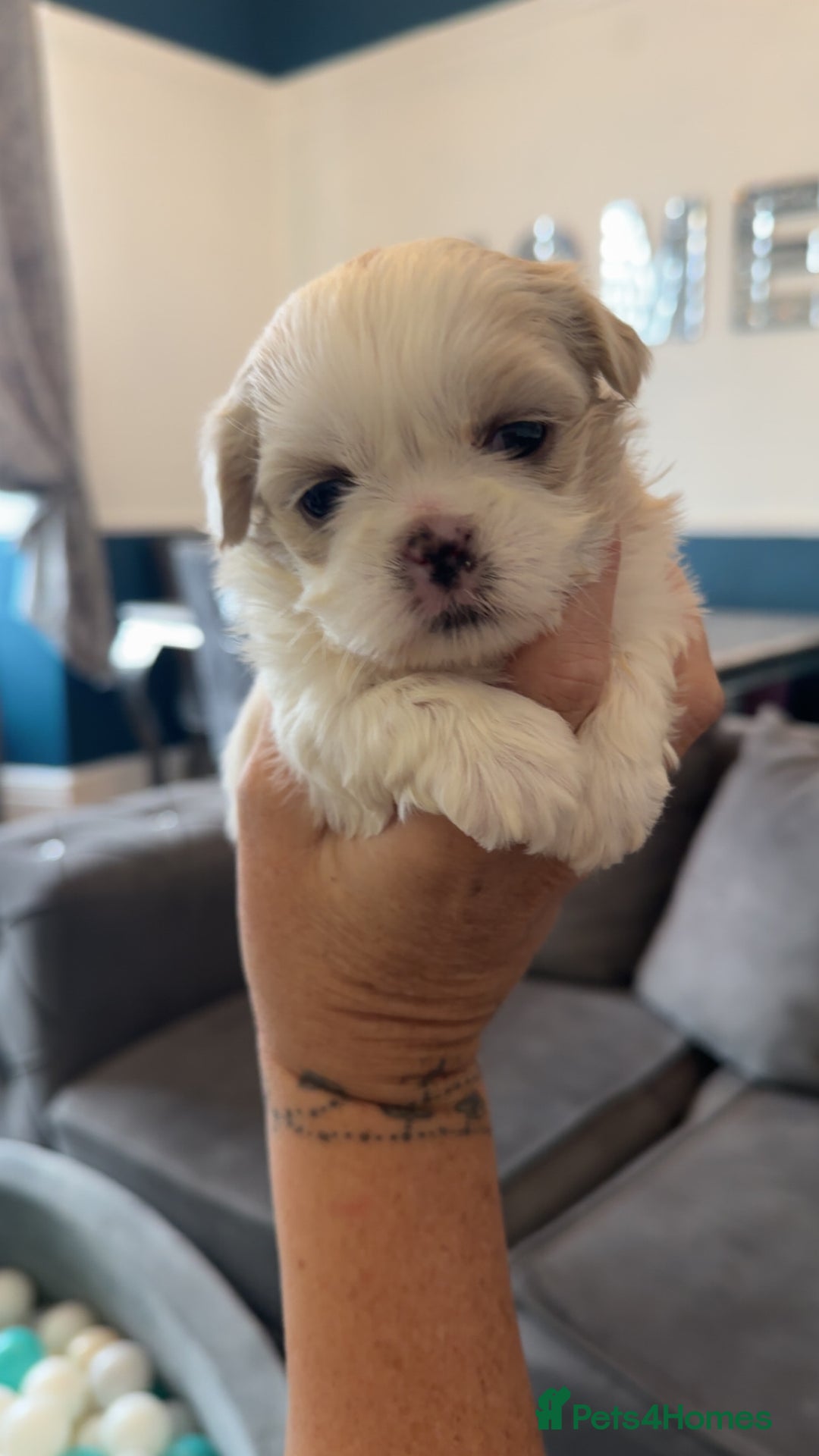 Shih Tzu dogs for sale: Stunning imperial shih tzu puppies  - Advert 34