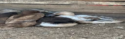 Ducks poultry for sale: Bonded group ducks drakes goose geese runners  - Advert 3