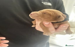 Cockapoo dogs for sale: Beautiful Cockapoo F2 puppies  - Image 17
