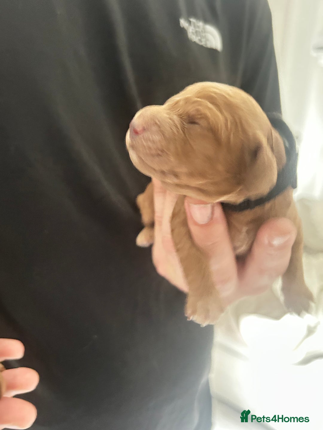 Cockapoo dogs for sale: Beautiful Cockapoo F2 puppies  - Image 17