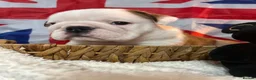 English Bulldog dogs for sale: English bulldog gorgeous pups kc registered  - Advert 16