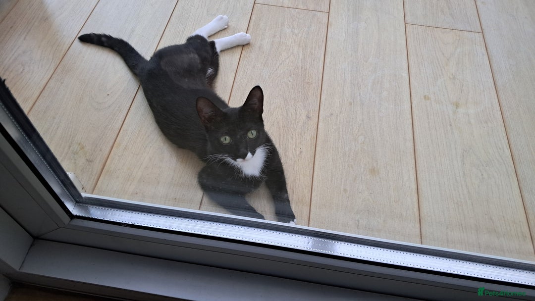 Domestic Shorthair cats for sale: Tippi - Image 2