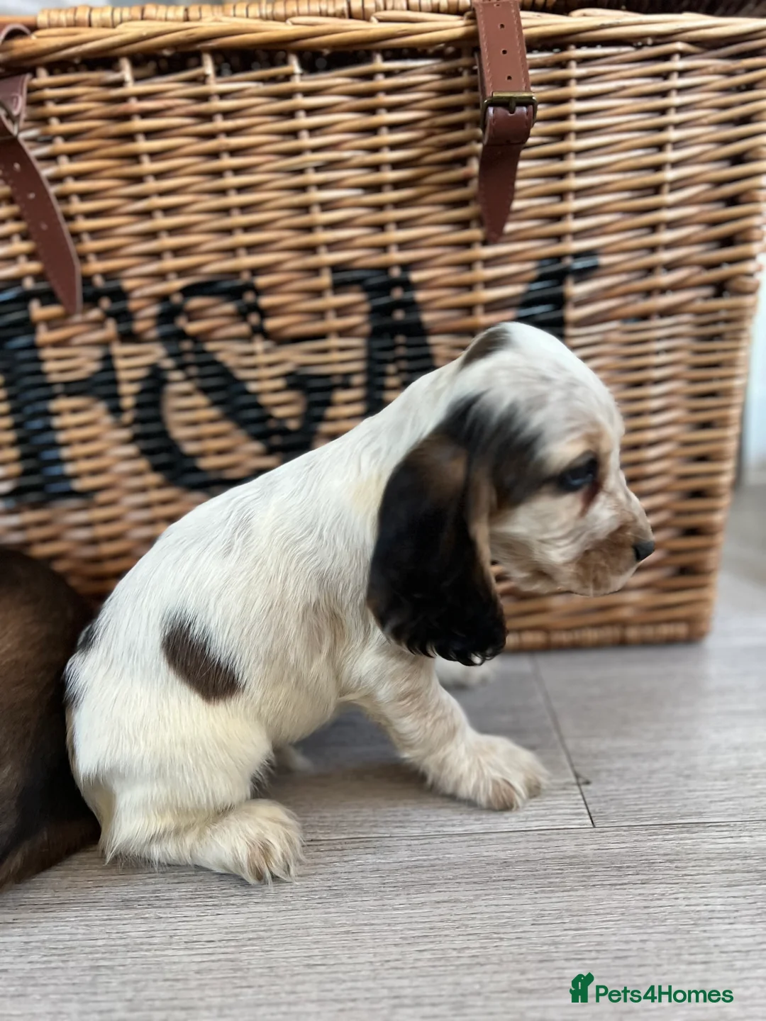 Cocker Spaniel dogs for sale: Show type Cocker spaniel puppies  - Advert 15