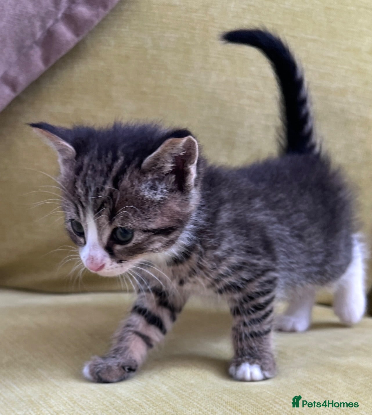 Mixed Breed cats LAYLA’S GORGEOUS LITTER OF FIVE 🐱 🐈 🐈‍⬛ 🐱 🐈  - Advert 2