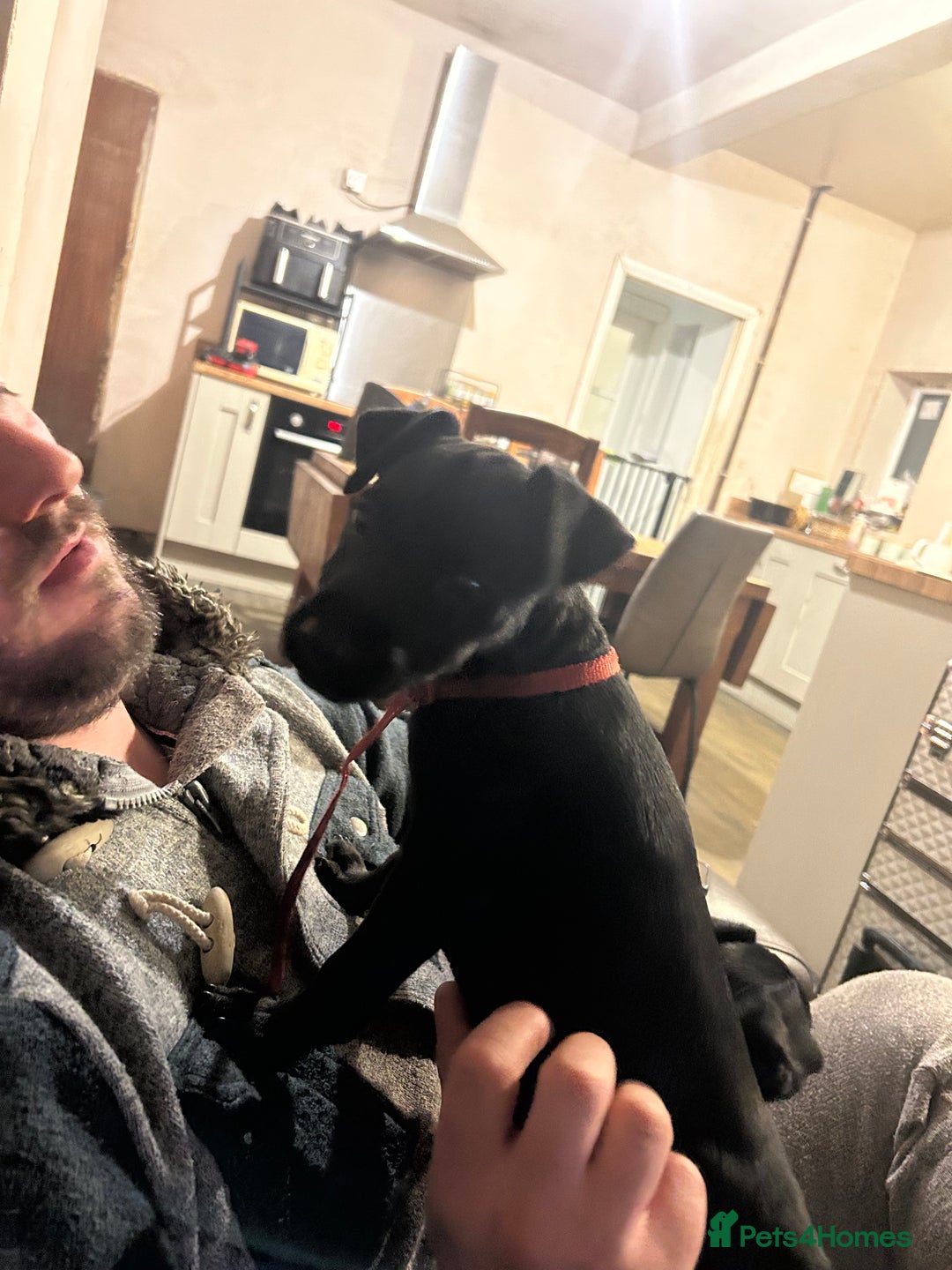 Patterdale Terrier dogs for sale: Female Patterdale pup  - Advert 3