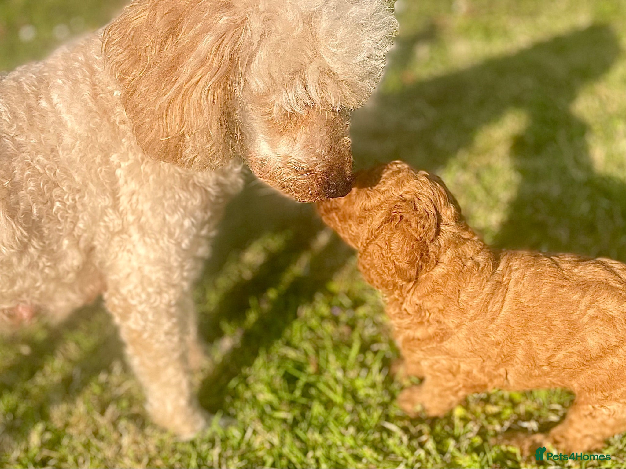 Miniature Poodle dogs KC Registered & Health checked Min. Poodle Puppies - Advert 2