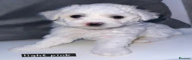 Bichon Frise Light Pink