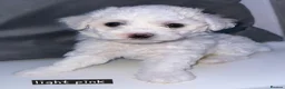 Bichon Frise dogs for sale: Bichon Frise READY TO LEAVE  - Advert 11