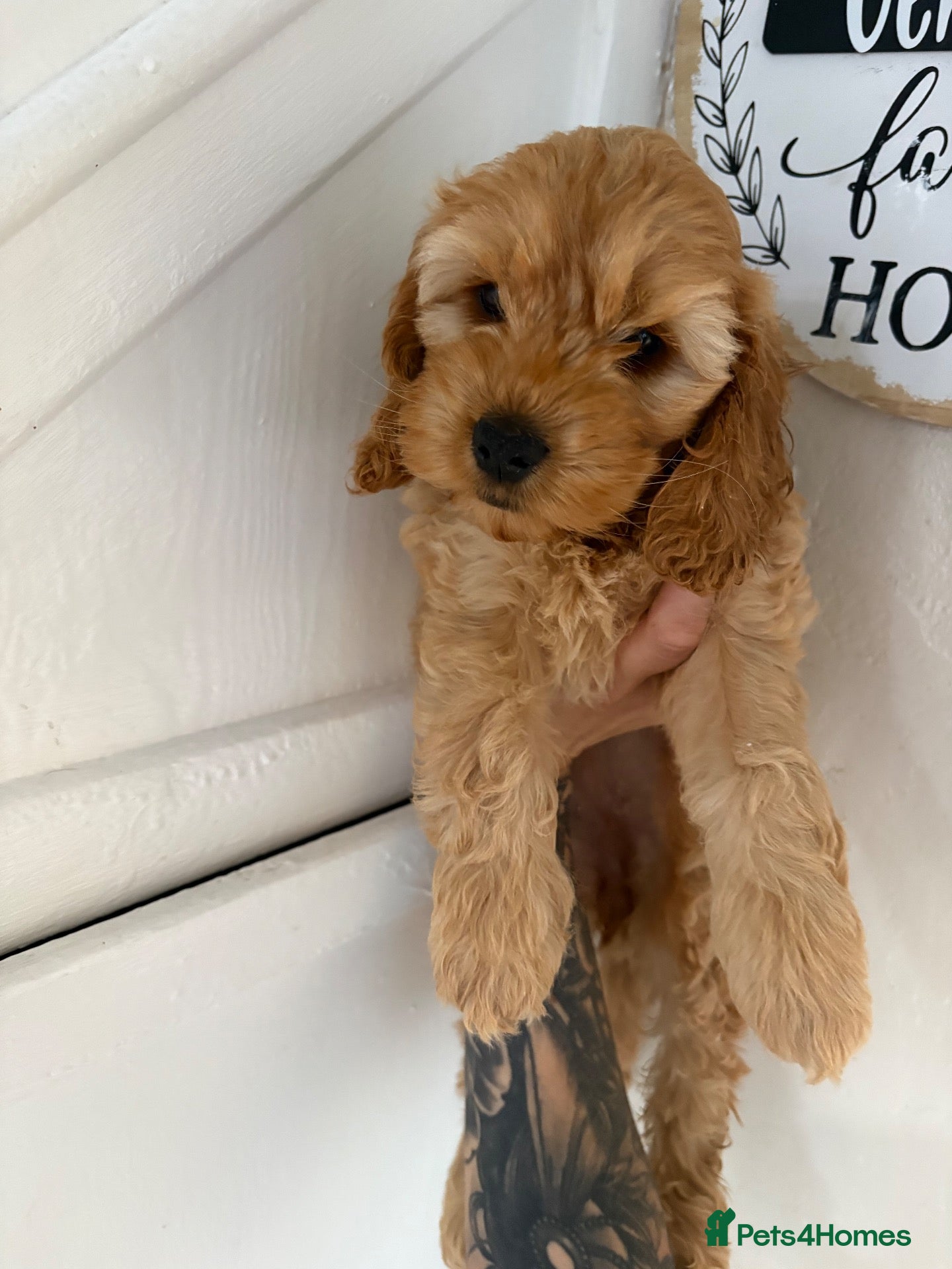 Cockapoo dogs Gorgeous Cockapoo Puppies  - Advert 1