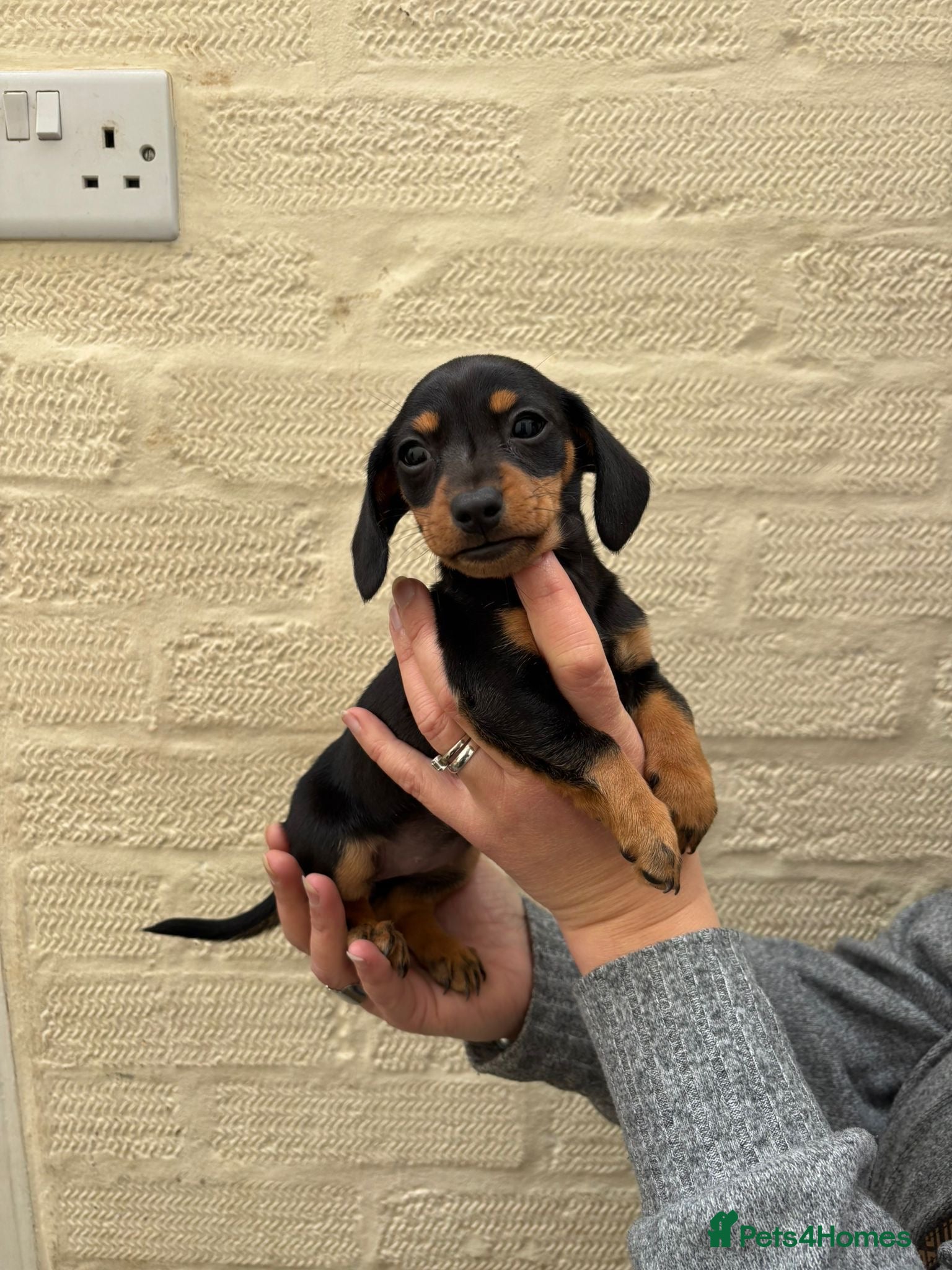Miniature Dachshund dogs Miniature dachshund  - Advert 3